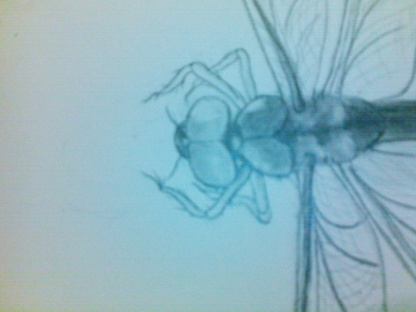 Creation of Dragonfly: Step 3